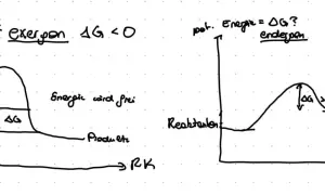 Zwei Diagramme zeigen Energieprofile von Reaktionen. Links eine exergonische Reaktion mit Energiefreisetzung (ΔG < 0), rechts eine endergone Reaktion mit Energieaufnahme (ΔG > 0).