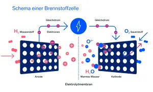 Schema einer Brennstoffzelle: Wasserstoff (H₂) wird an der Anode in Elektronen und Protonen gespalten. Die Elektronen fließen als Gleichstrom, während die Protonen durch die Elektrolytmembran zur Kathode wandern, wo sie mit Sauerstoff (O₂) zu Wasser (H...