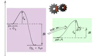 Energieprofile für Glukoseoxidation und ATP-Synthese. Die Gibbs-Helmholtz-Gleichung erklärt die Energieumwandlung.