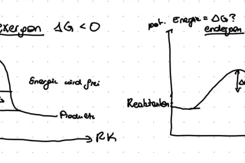 Zwei Diagramme zeigen Energieprofile von Reaktionen. Links eine exergonische Reaktion mit Energiefreisetzung (ΔG < 0), rechts eine endergone Reaktion mit Energieaufnahme (ΔG > 0).