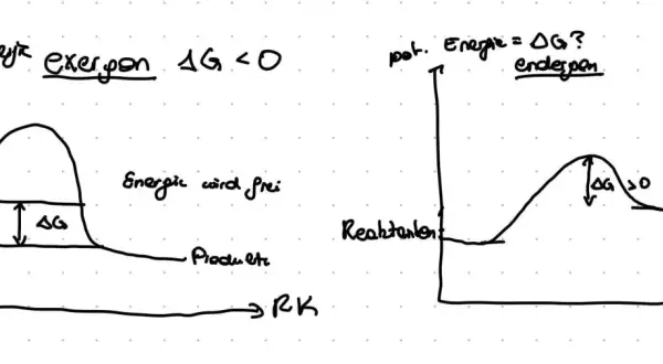 Zwei Diagramme zeigen Energieprofile von Reaktionen. Links eine exergonische Reaktion mit Energiefreisetzung (ΔG < 0), rechts eine endergone Reaktion mit Energieaufnahme (ΔG > 0).