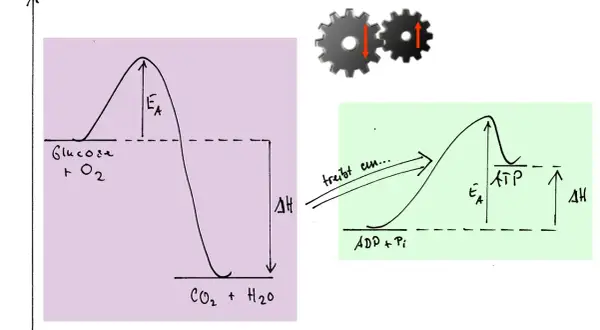Energieprofile für Glukoseoxidation und ATP-Synthese. Die Gibbs-Helmholtz-Gleichung erklärt die Energieumwandlung.