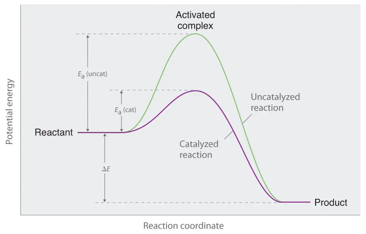 Energieprofil einer Reaktion: Ein Katalysator senkt die Aktivierungsenergie (Ea), was ist ein Katalysator? Er beschleunigt die Reaktion.