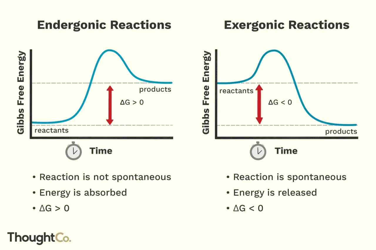 Diagramm zeigt zwei Energieprofile: endergonische Reaktionen (Energieaufnahme, ΔG > 0) und exergonische Reaktionen (Energieabgabe, ΔG < 0).