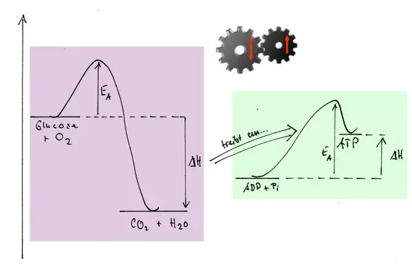 Energieprofile für Glukoseoxidation und ATP-Synthese. Die Gibbs-Helmholtz-Gleichung erklärt die Energieumwandlung.